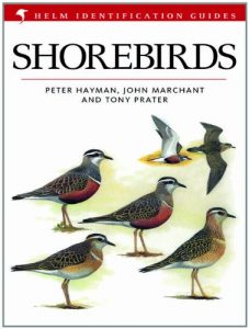 Descargar Shorebirds (Helm Identification Guides) pdf, epub, ebook