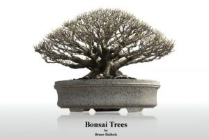 Descargar Bonsai Trees (English Edition) pdf, epub, ebook